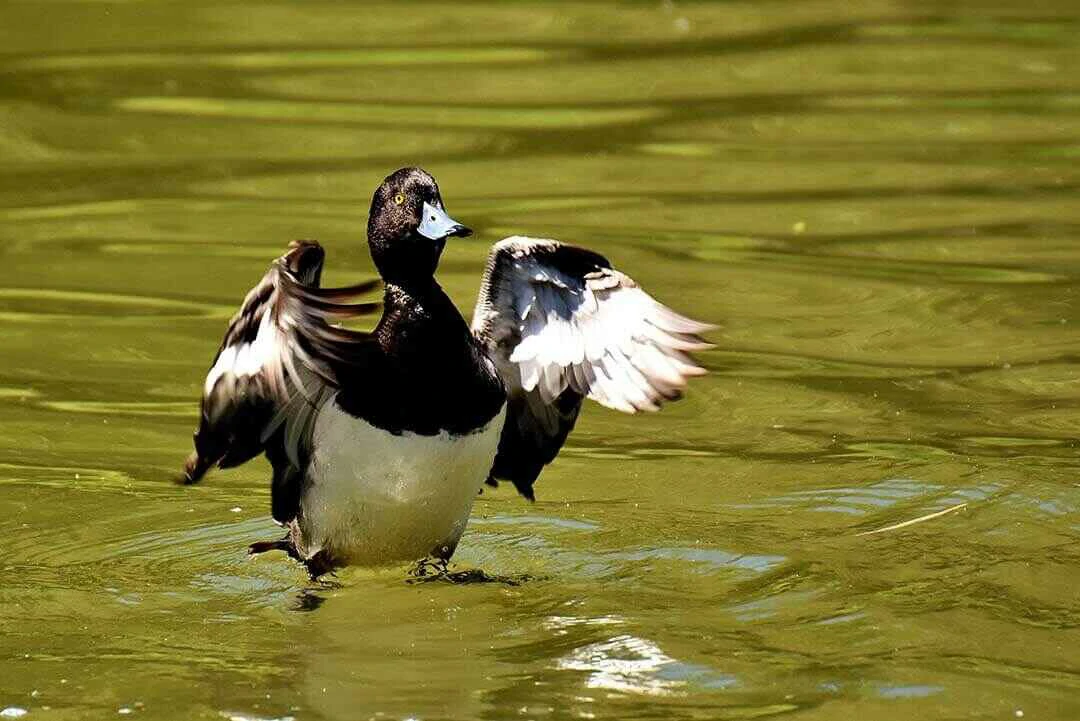 Tufted Duck